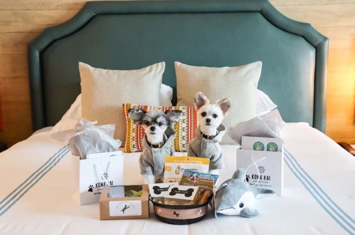 Real-World Examples of Top Pet Friendly Hotels