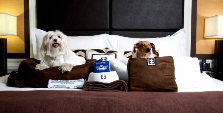 Understanding Different Types of Pet Friendly Hotels